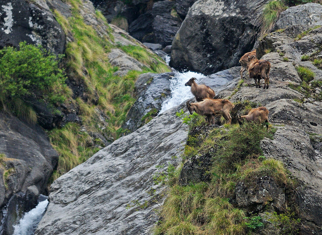 Great Himalayan National Park景点图片