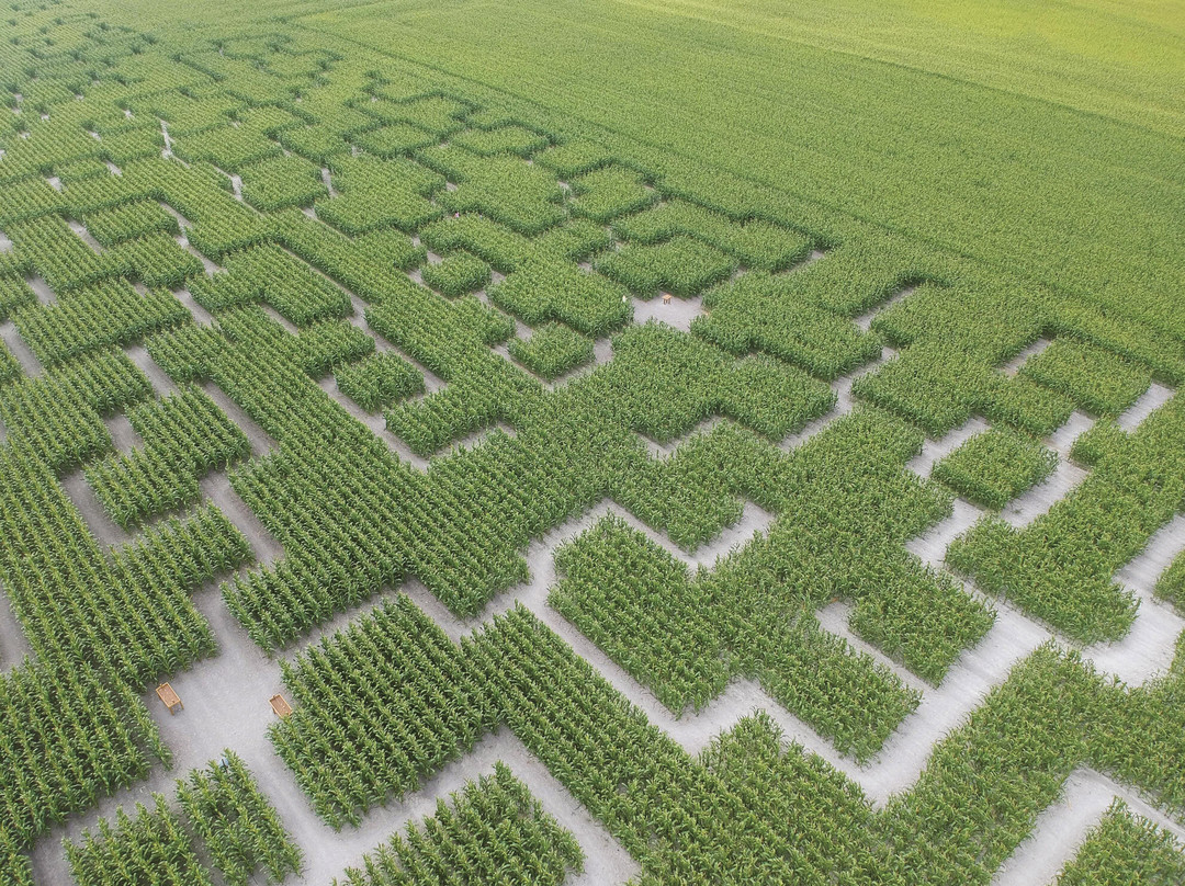 Pop Corn Labyrinthe Berck - Verton景点图片