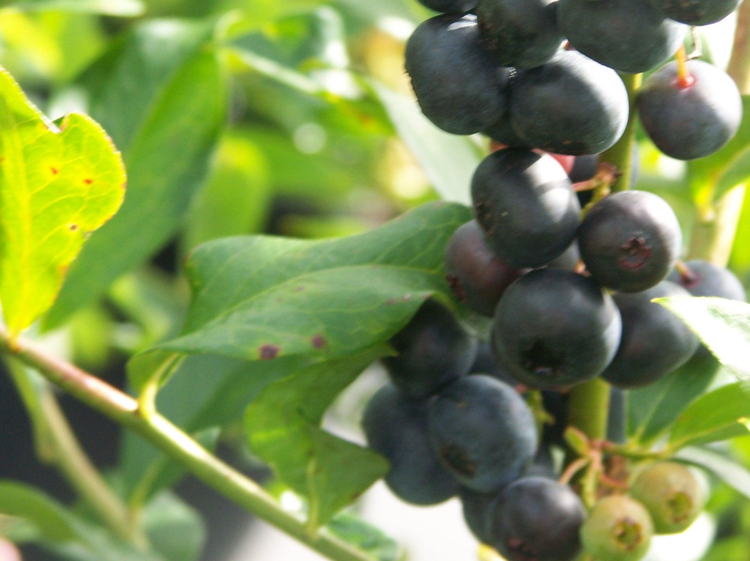 Weeks Bay Plantation