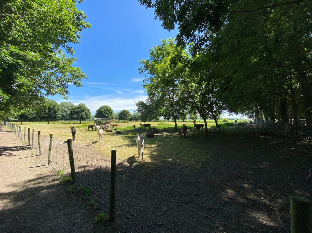 Alpaca En Falabella Ranch