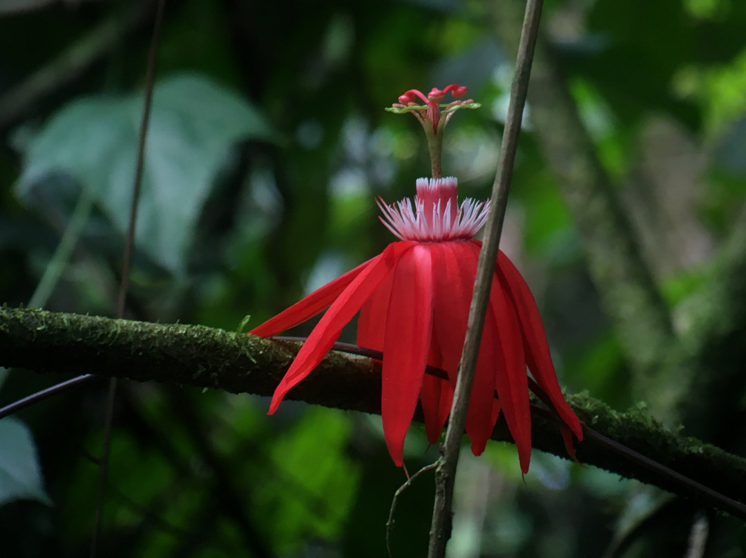 Neotropic Wildlife Expedition-福德圣卡洛斯必去景点