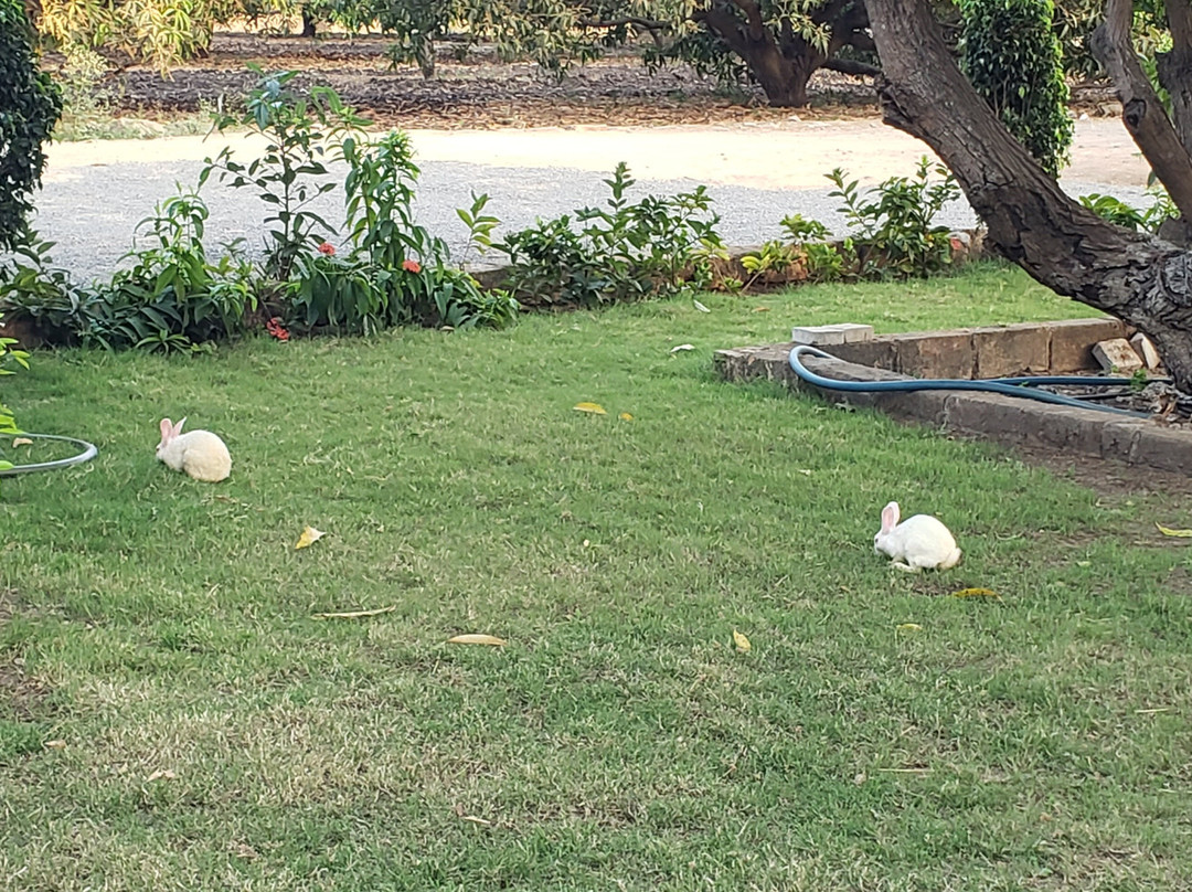 Kavish Gir Lion Resort主图