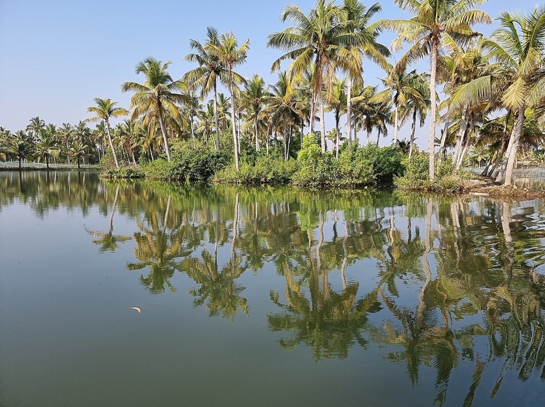 Munroe Island Backwaters Canoe Tours景点图片