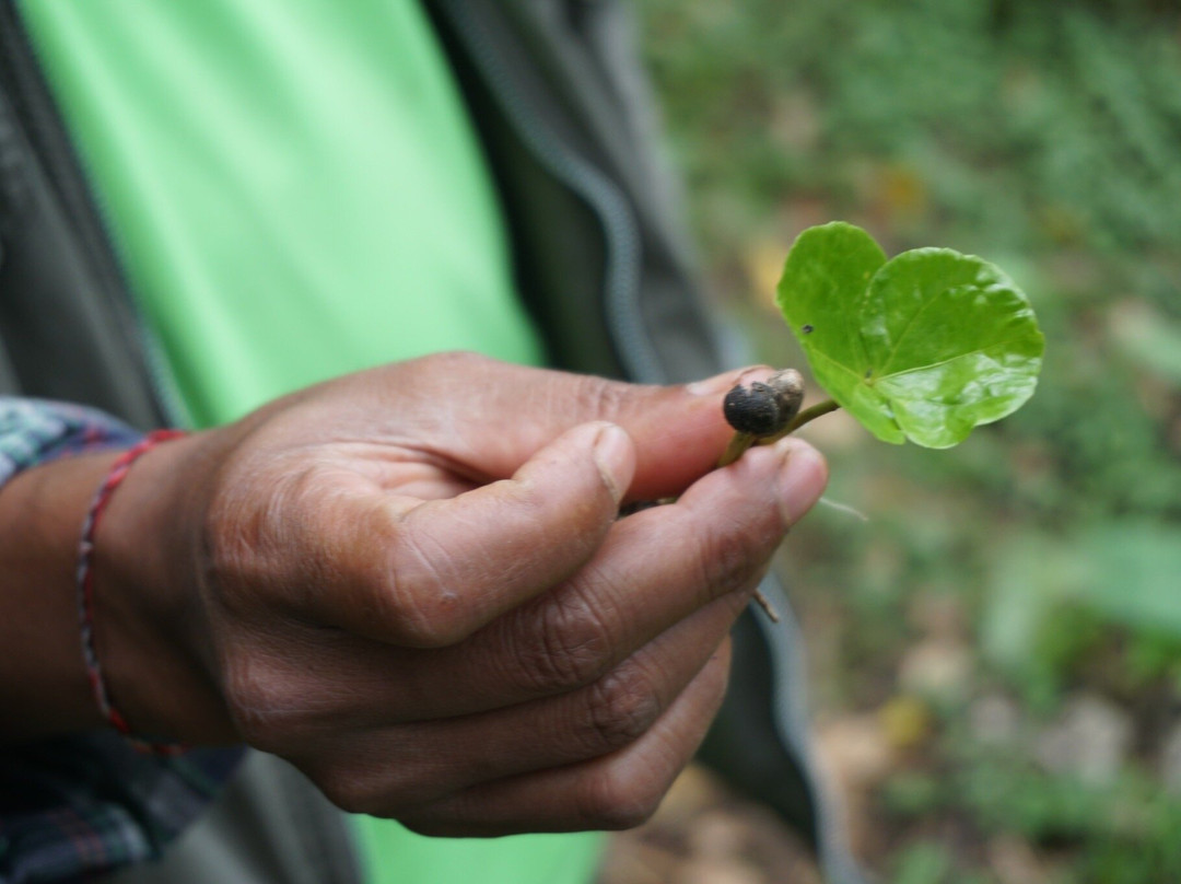 Wanagiri Coffee Plantation Bali And Luwak Coffee景点图片