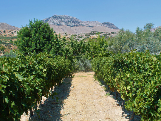 Areti Valtadorou Oinos Exerience-伊拉克利翁必去景点