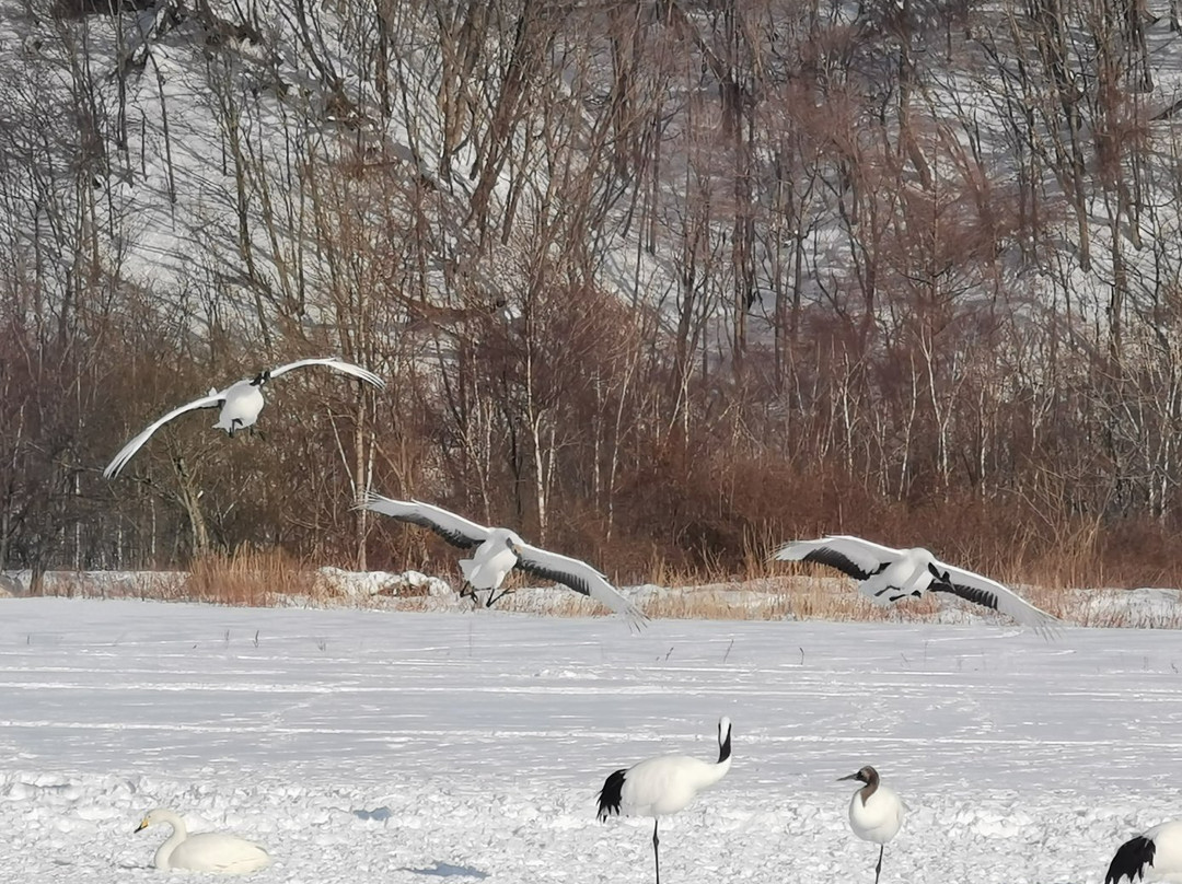 Tancho Crane Observation Center-钏路市必去景点