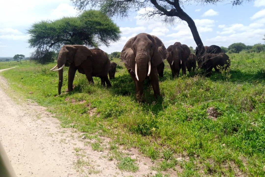 CONNECT AFRICAN SAFARIS-Dar es Salaam必去景点