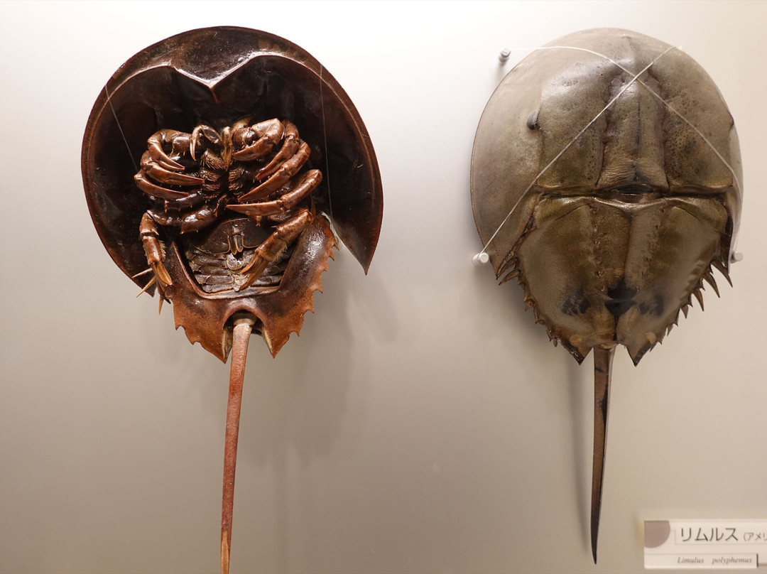 Toyohashi Museum of Natural History-丰桥市必去景点