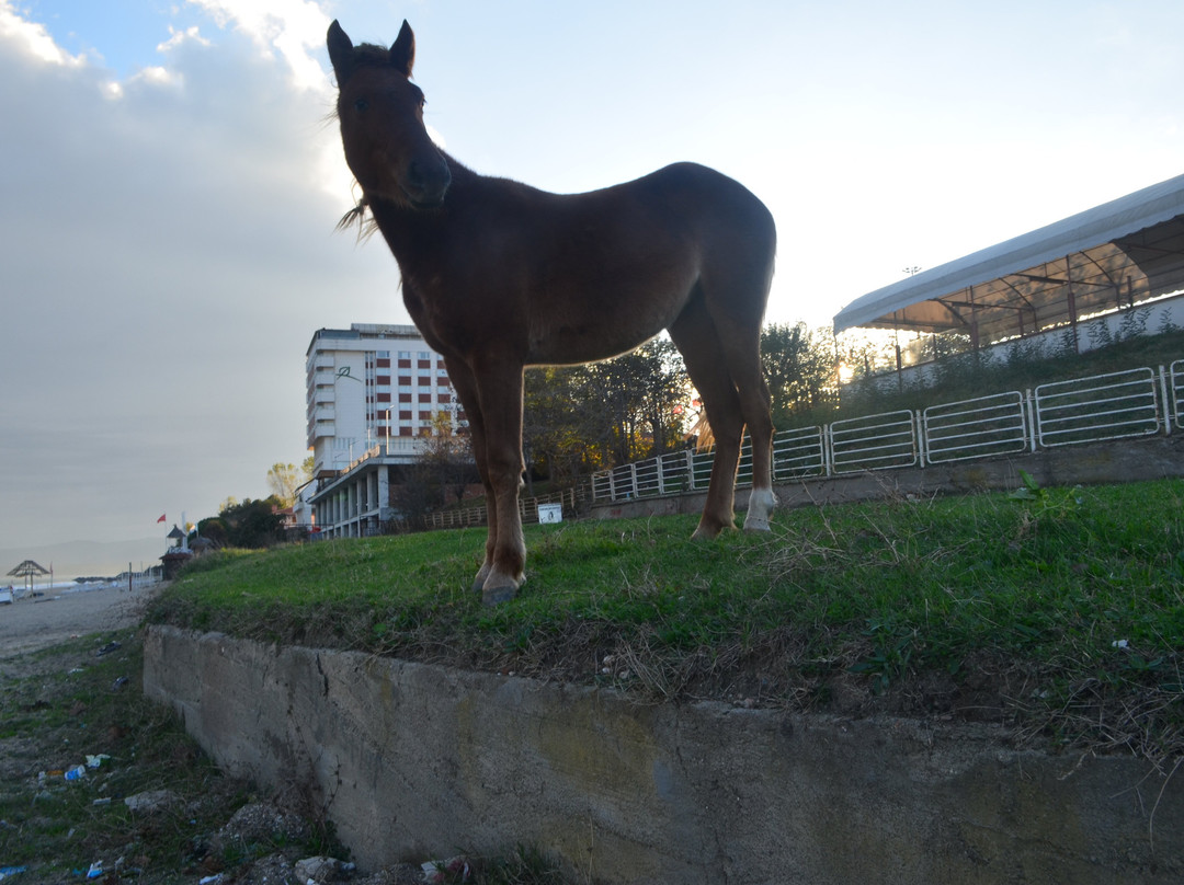 Igneada Resort Hotel & Spa主图