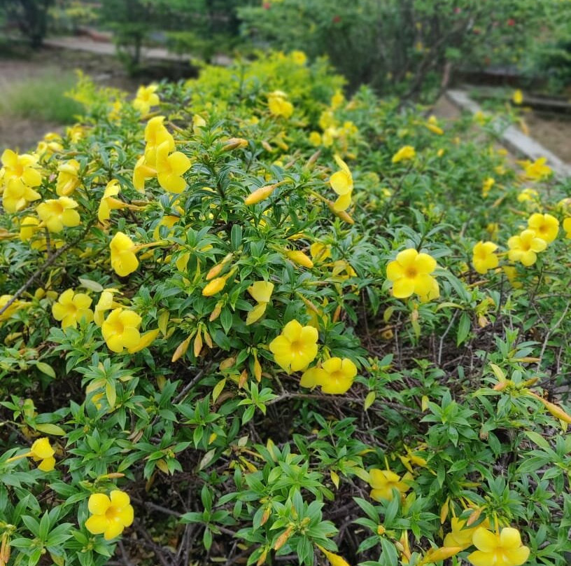 Staycation Villas主图