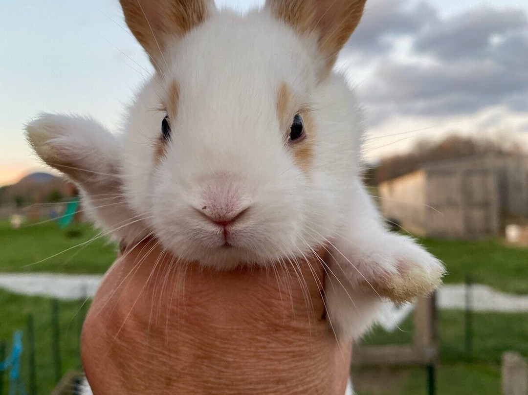 North Meadow Farm-曼彻斯特必去景点