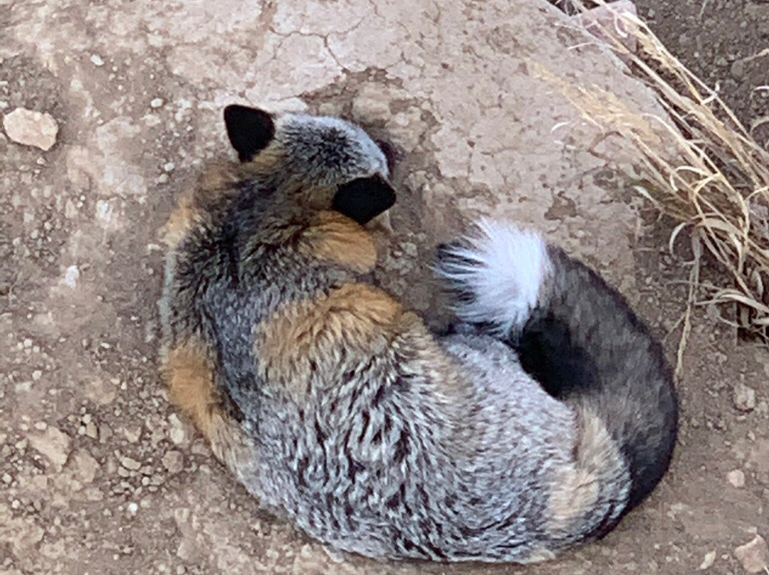 Wild Animal Sanctuary-Keenesburg必去景点