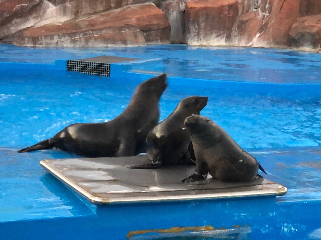 上海海昌海洋公园-上海市必去景点