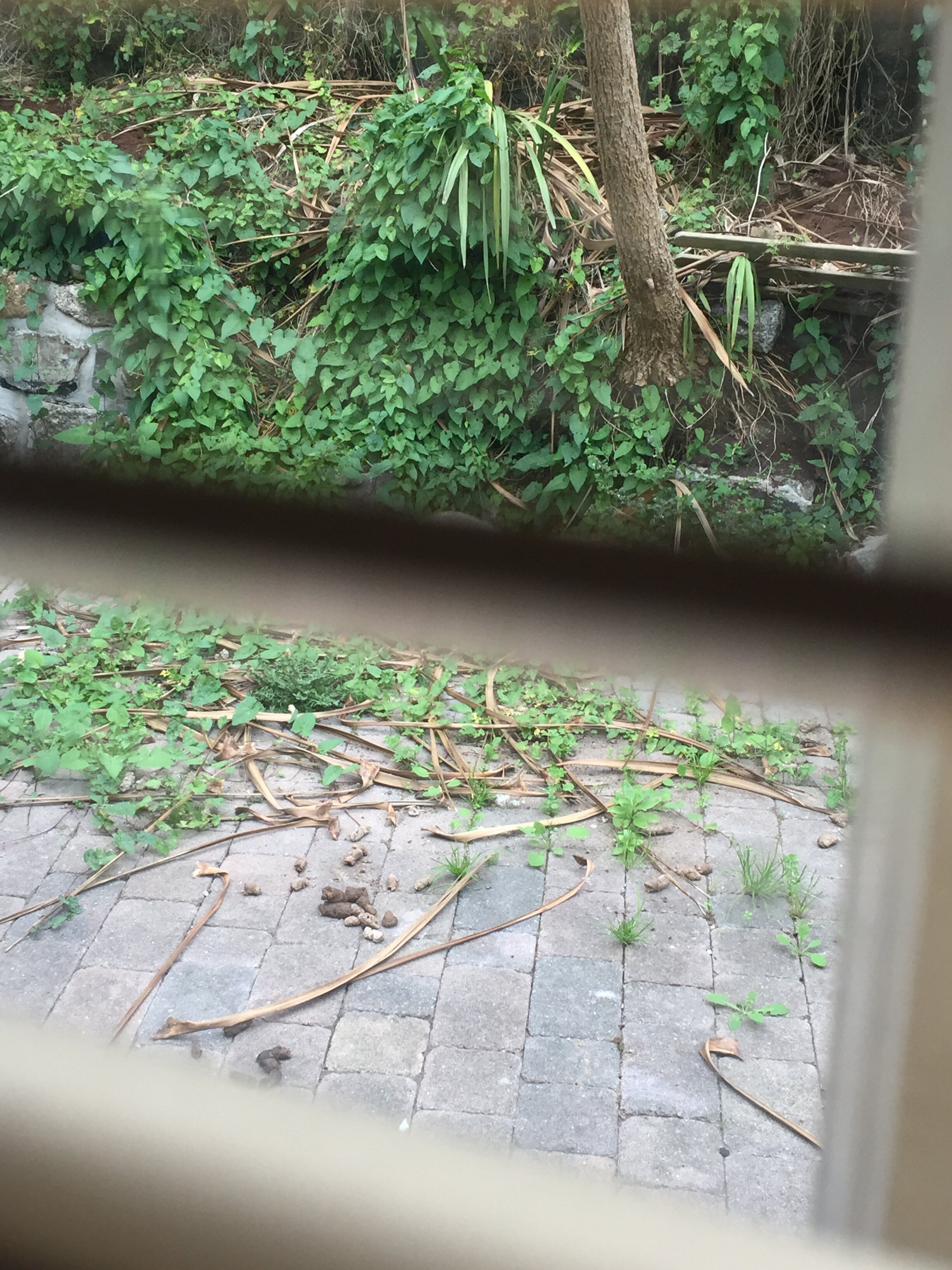 Tremayne Bed & Breakfast-官方