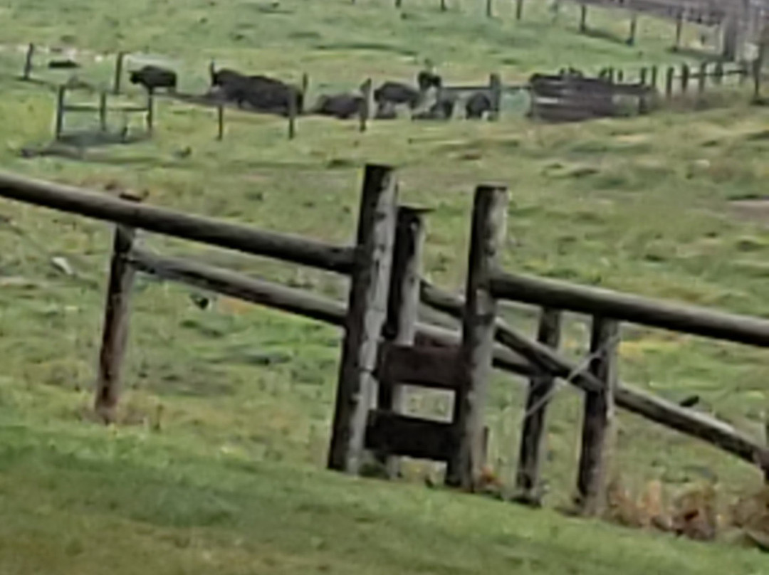 The Wood Buffalo Viewing Point and Bison Sanctuary景点图片