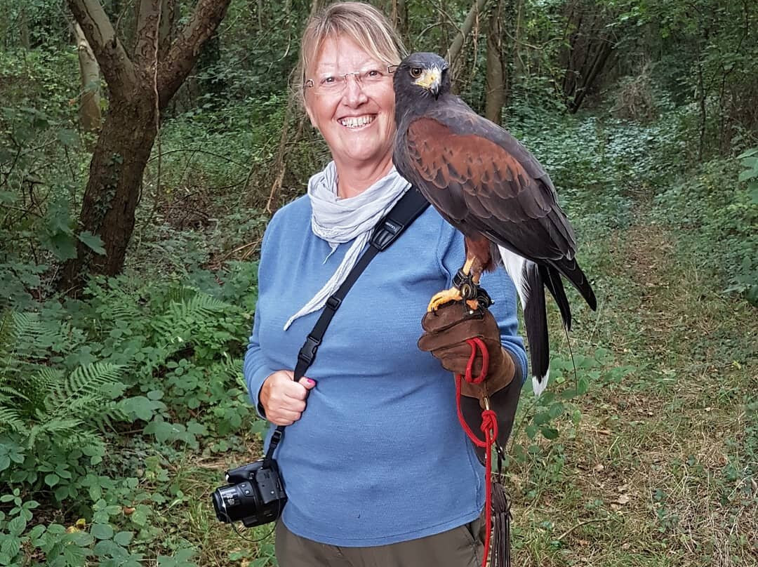 Falconry with Nigel Hawkins景点图片