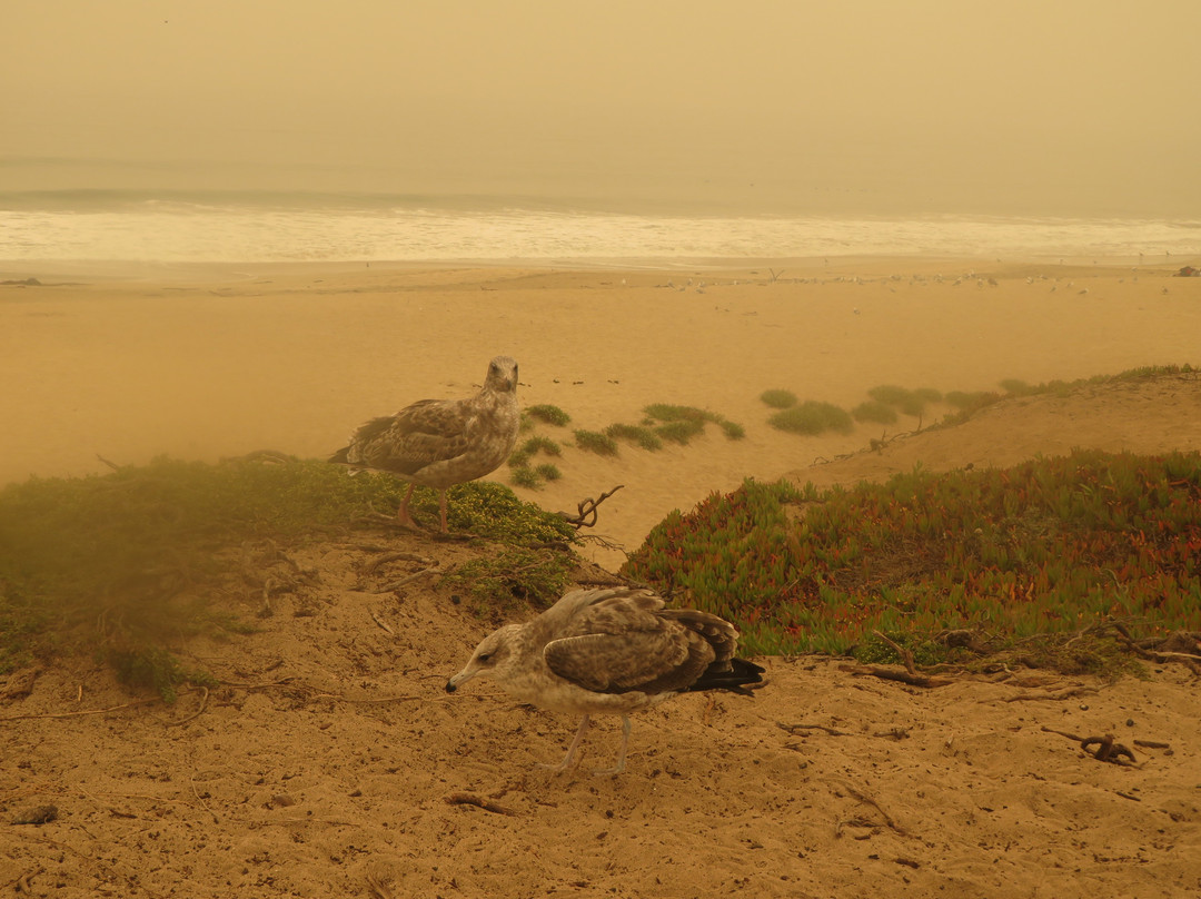 Venice Beach in Half Moon Bay-半月湾必去景点