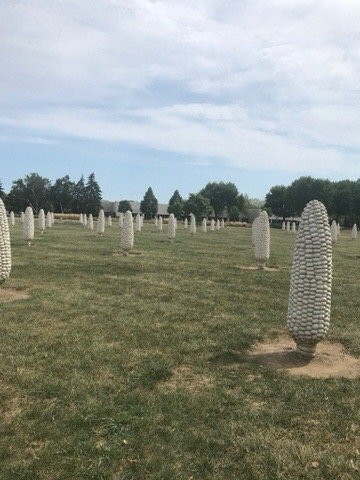 Field of Giant Corn Ears-都柏林必去景点