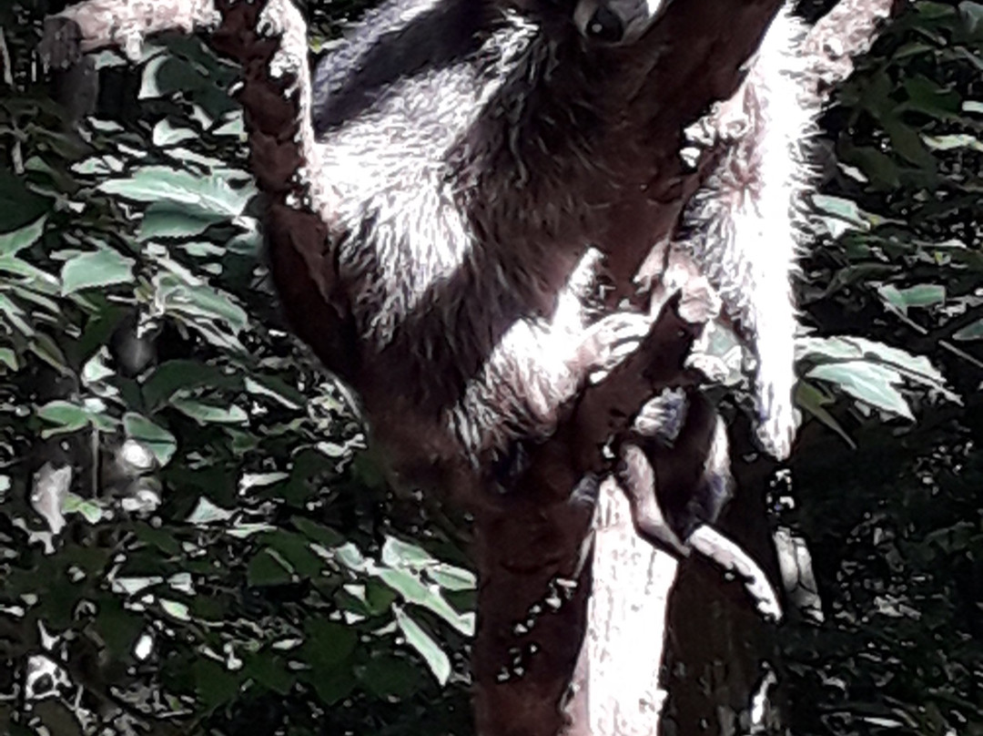 Parc Animalier Saint Martin景点图片