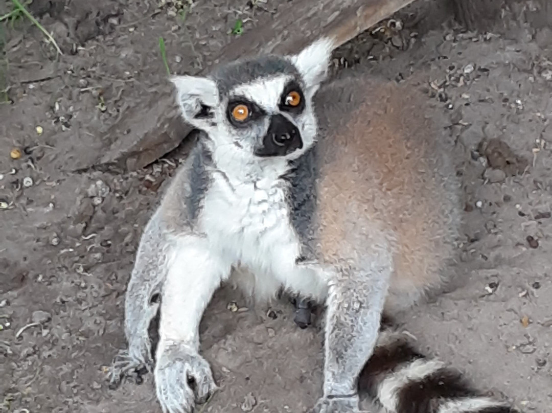 Skunkie Acres, Inc'-Citra必去景点