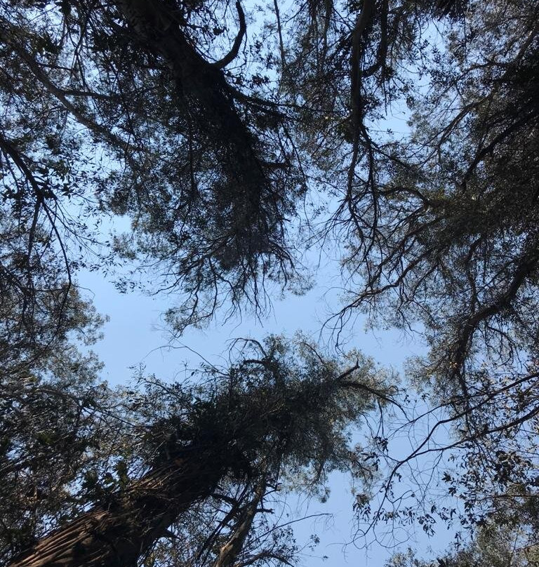 Berkeley Fire Trails-伯克利必去景点