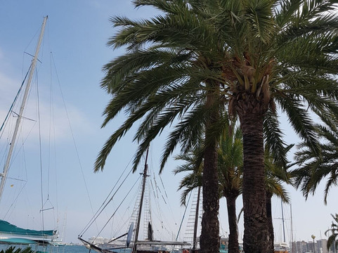 Velero Rafael Verdera-马洛卡帕尔马必去景点