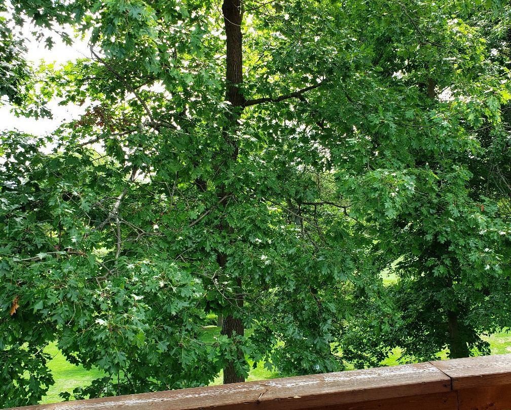 Oakwood Resort主图