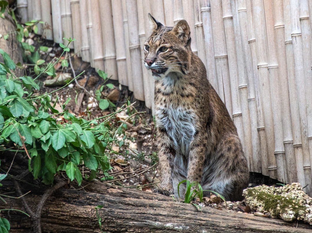 Brandywine Zoo-威尔明顿必去景点