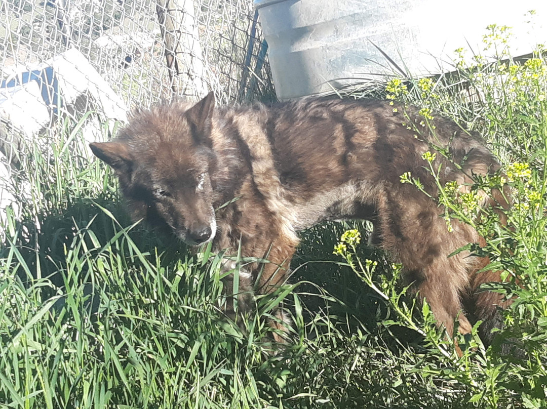 Mission: Wolf-Gardner必去景点