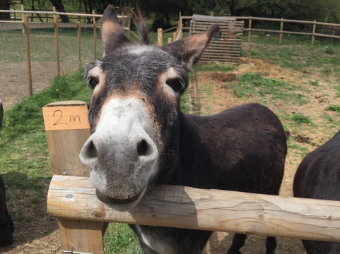 George Mead Memorial Stables-Welling必去景点