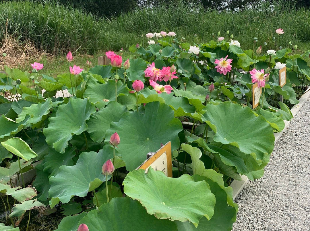 Kasumigaura General Park-土浦市必去景点