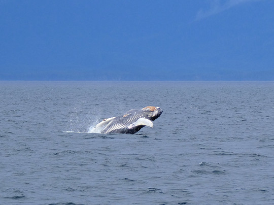 Discovery Journeys-朱诺必去景点