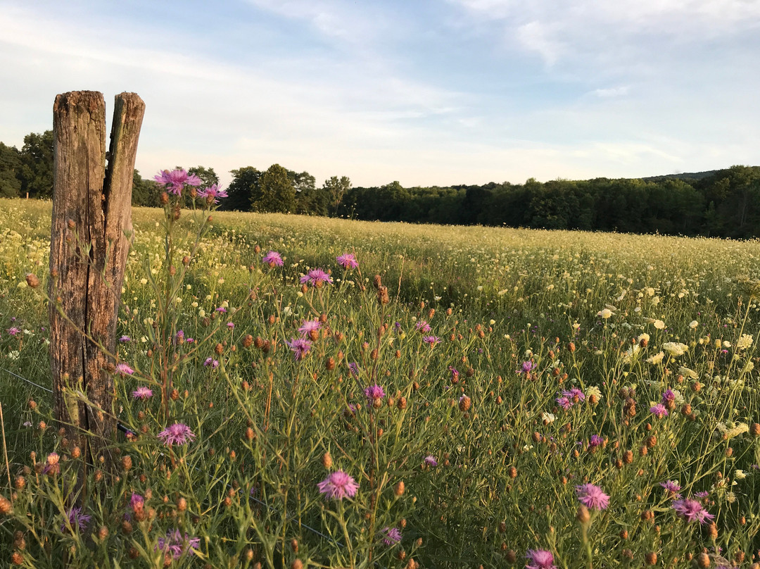 Brookton Hollow Farm Bed and Breakfast主图