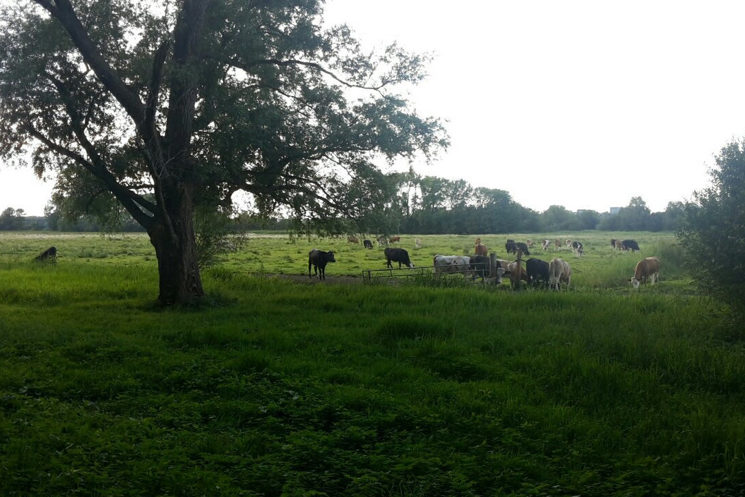 Geitenboerderij Ridammerhoeve景点图片