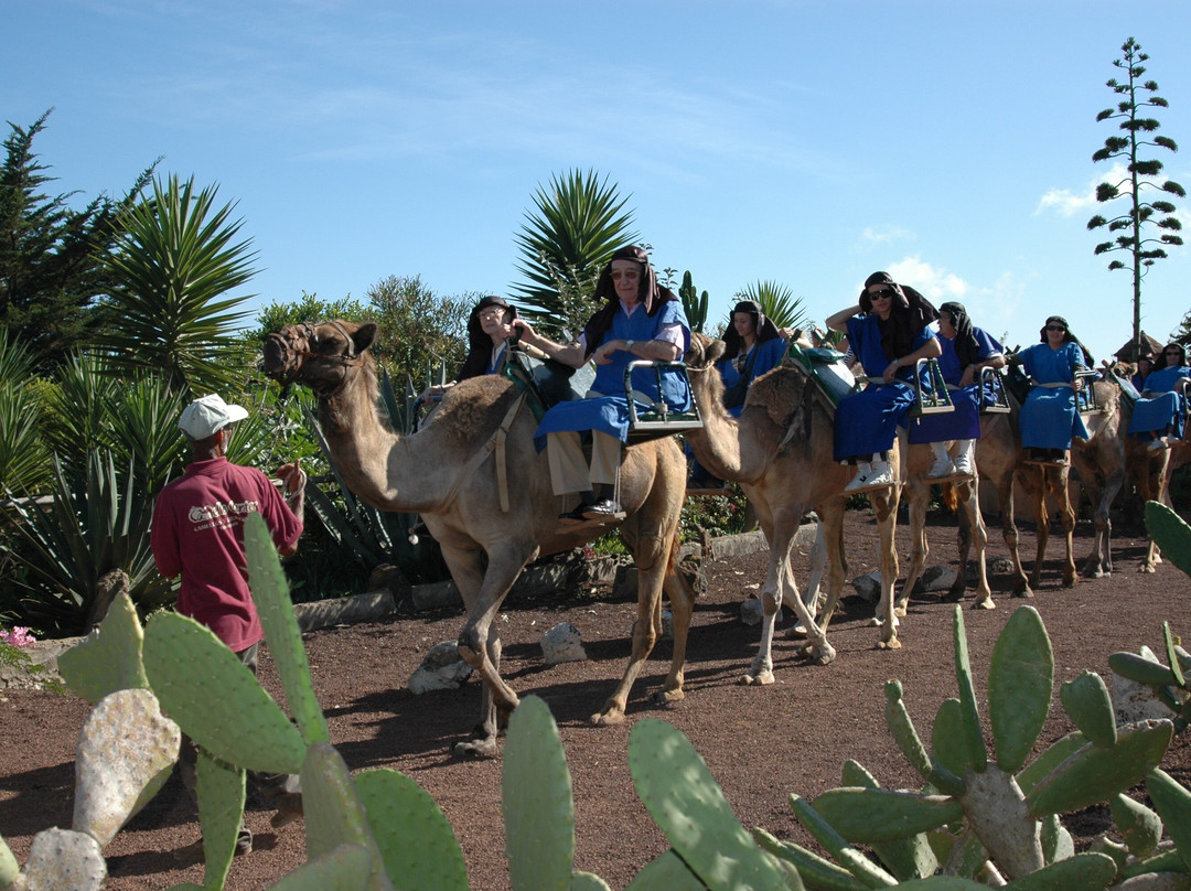 Camello Center景点图片