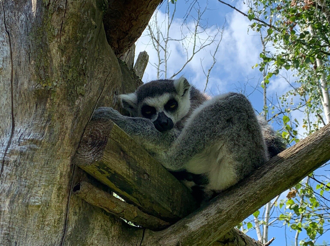 Zoo Charlotta景点图片