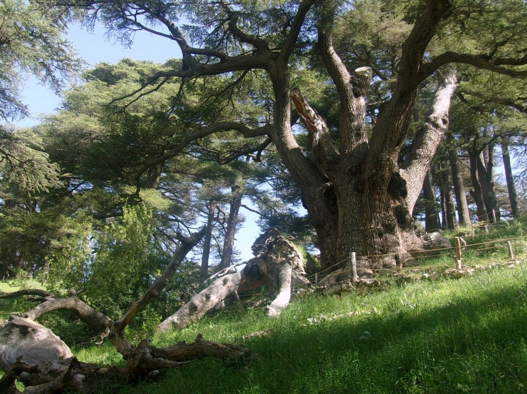 The Cedars of God-Bcharre必去景点