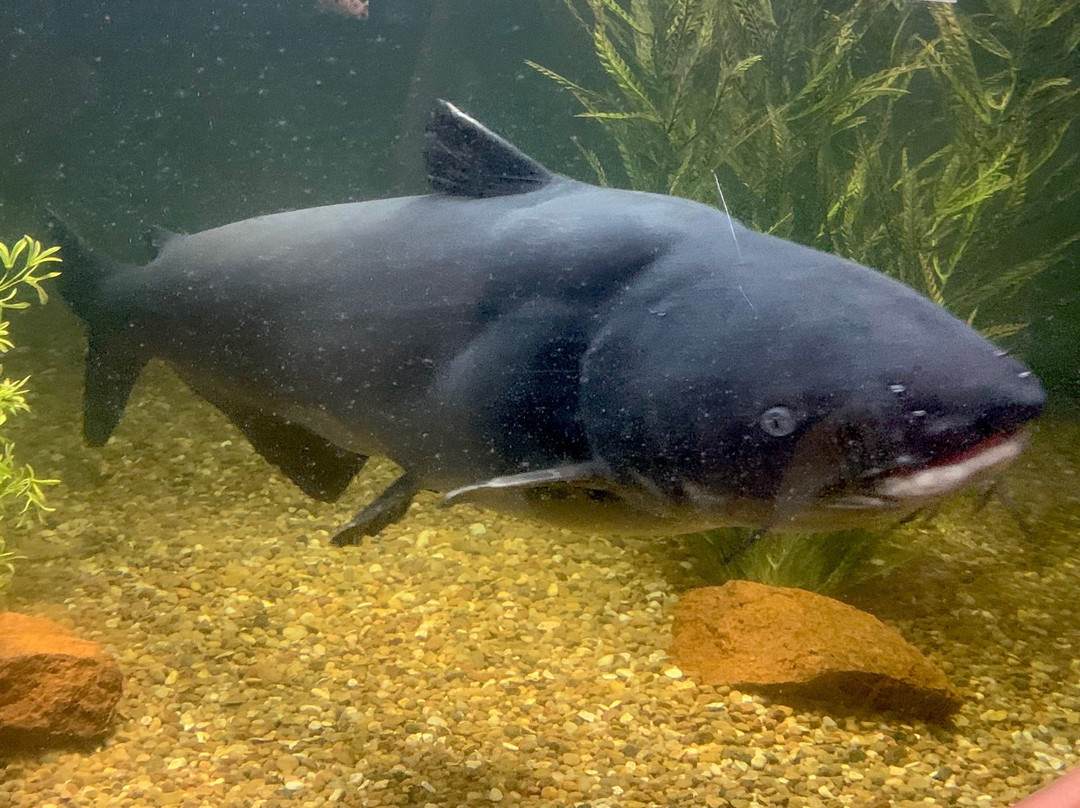 Medicine Park Aquarium and Natural Sciences Center-劳顿必去景点