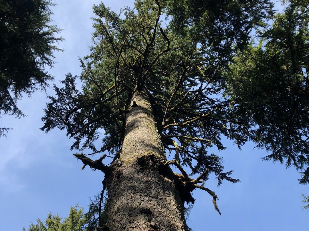 Cathedral Tree Trail景点图片