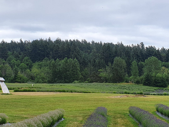 San Juan Transit-星期五港湾必去景点