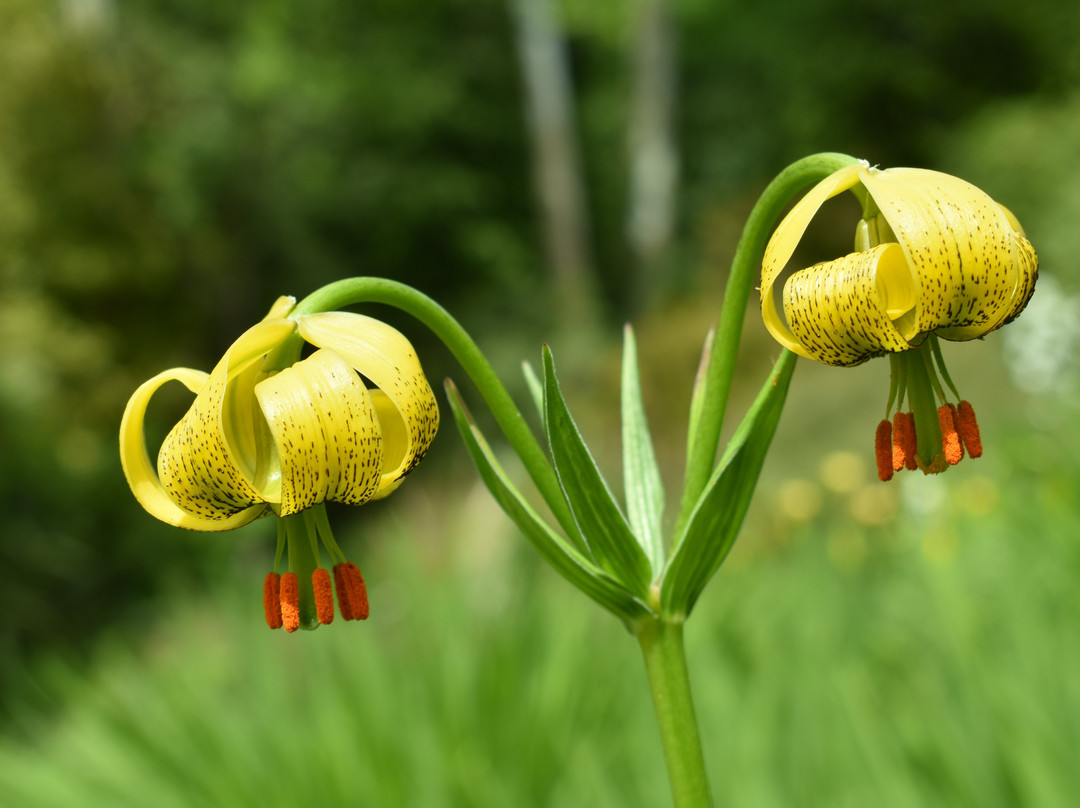 Linn Botanic Gardens景点图片