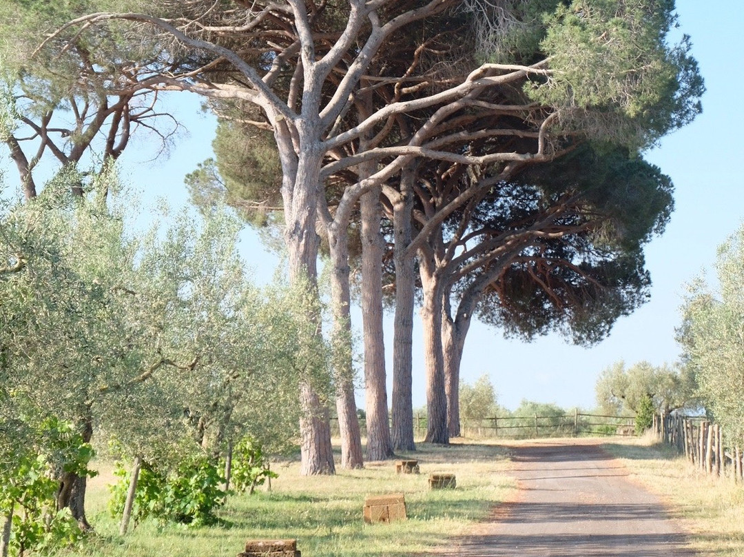 Tenuta Di Paternostro主图