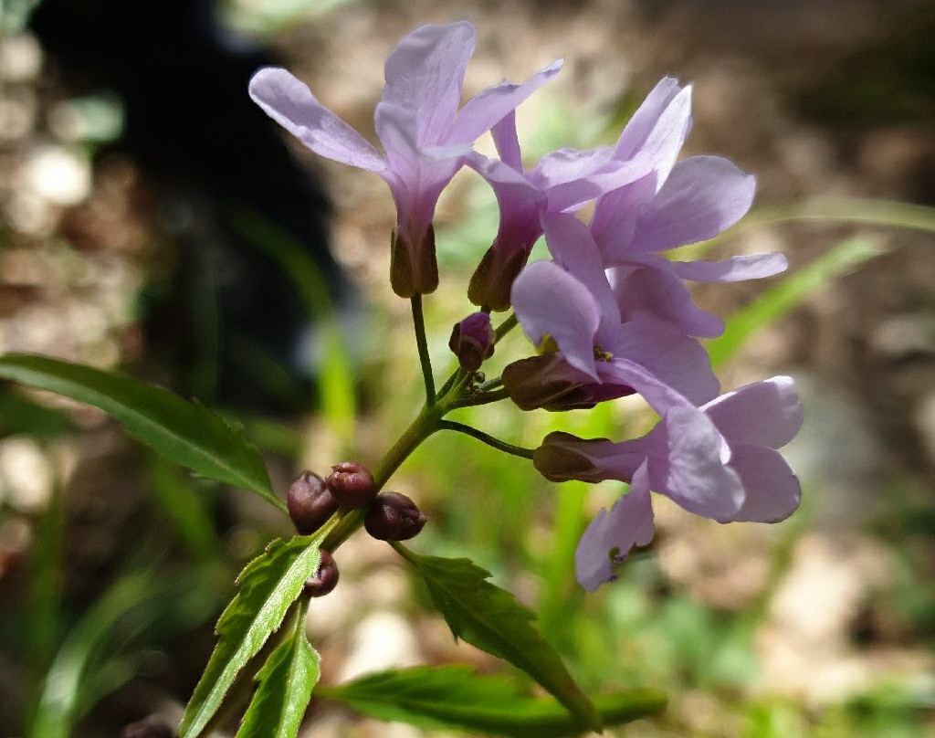 Nasuddens naturreservat