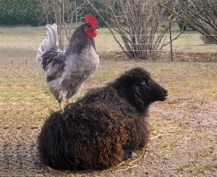 La Petite Ferme Des 3.6.9景点图片