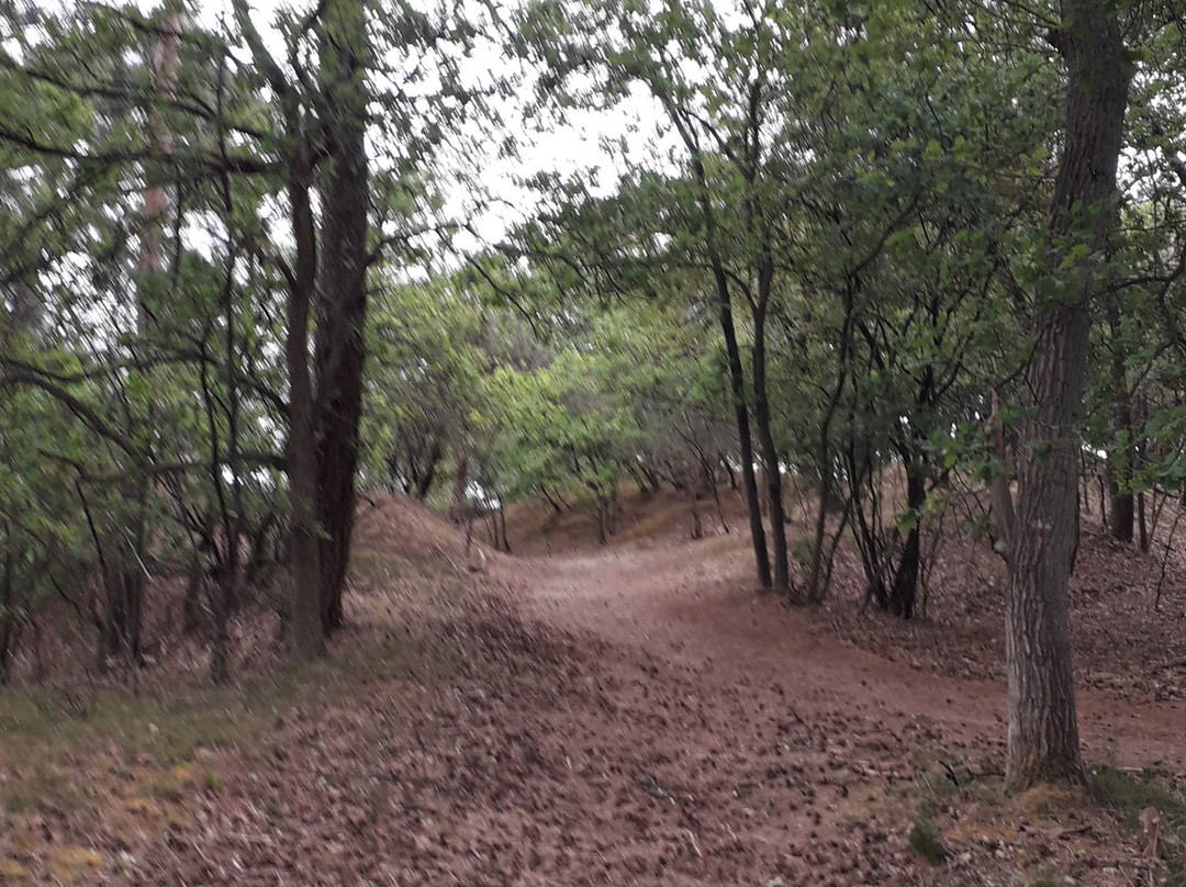 National Park de Loonse en Drunense Duinen景点图片