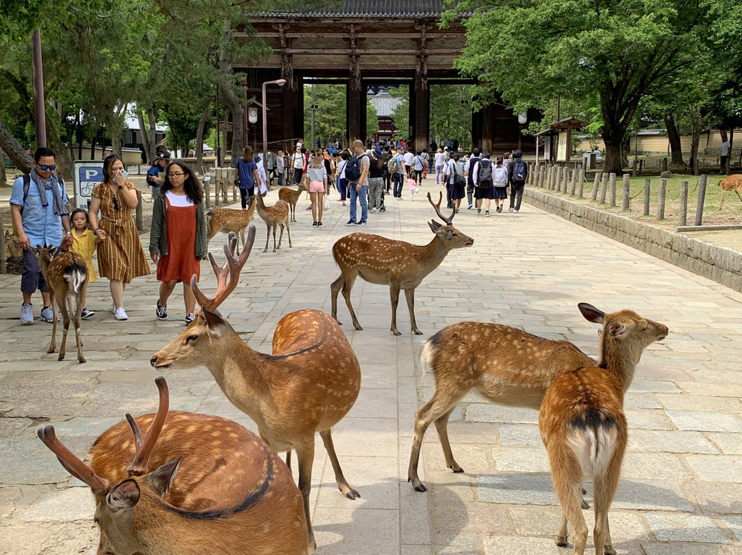 Todai-ji Temple Nandai Gate-奈良市必去景点