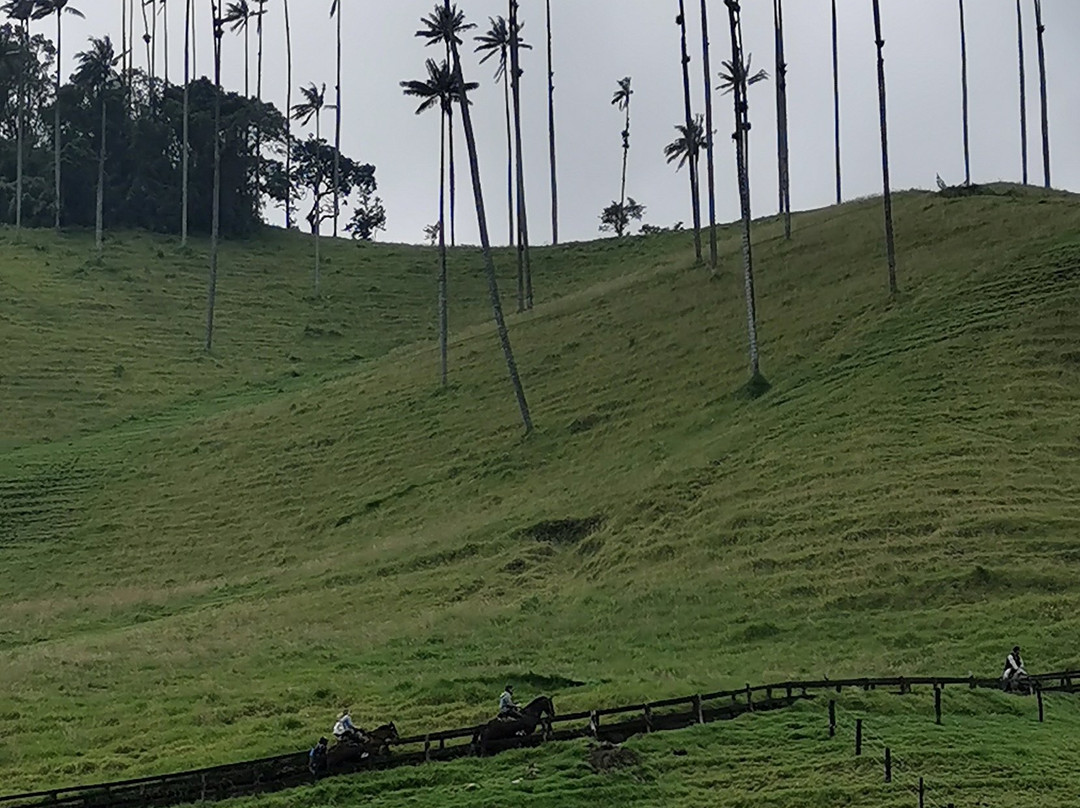 Valle del Cocora-萨伦托必去景点