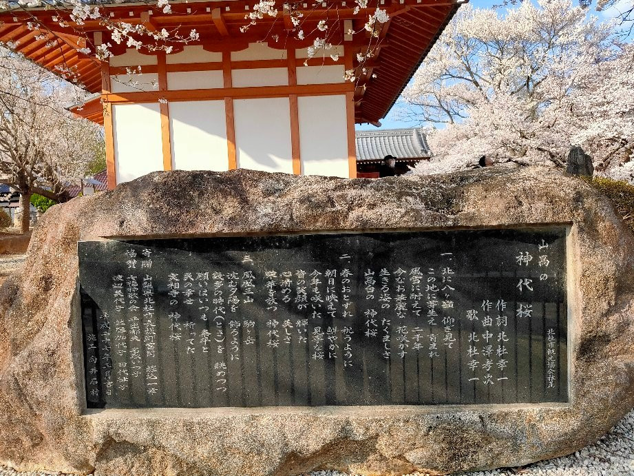 Yamataka Jindai Cherry Blossom景点图片