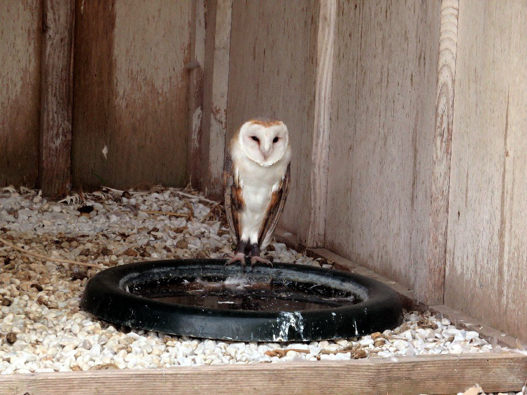 Malta Falconry Centre景点图片