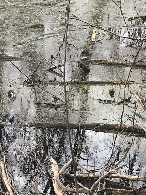 Sifton Bog-伦敦必去景点